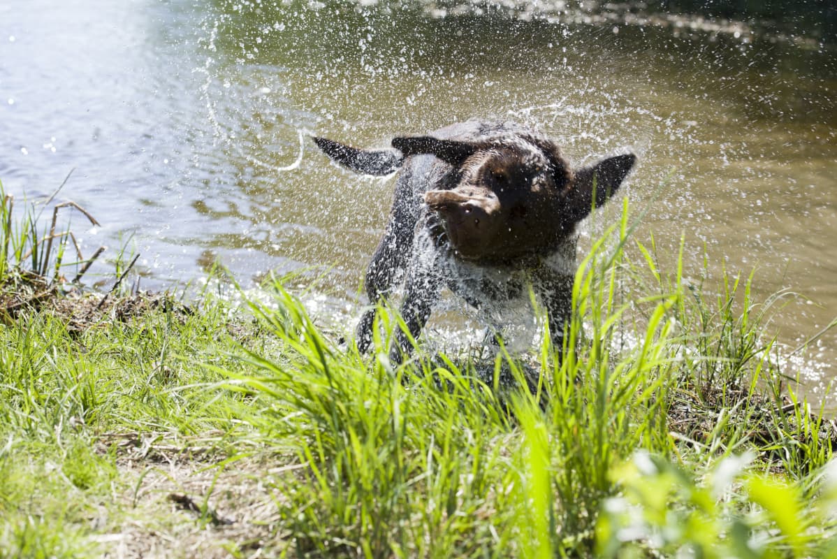 En hund står på en strandkant och skakar bort vatten ur pälsen.
