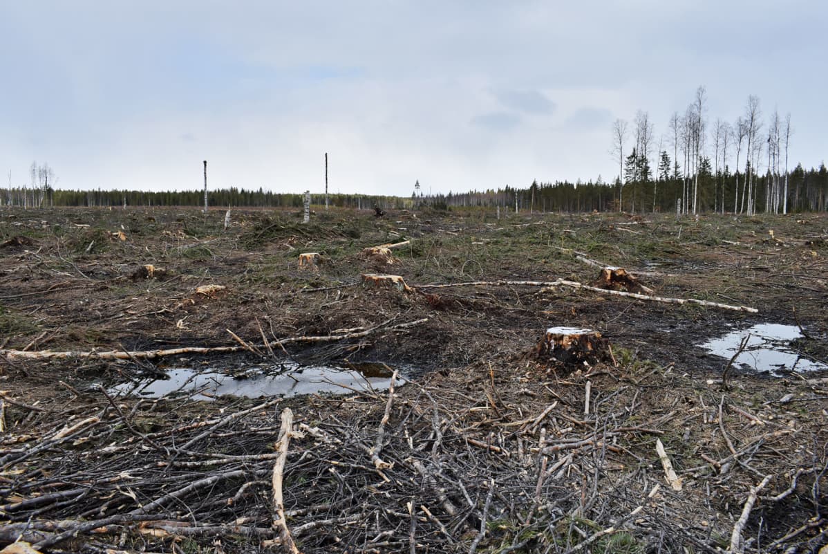 Metsähakkuita Kainuussa keväällä 2017.