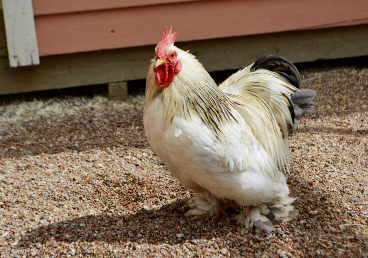 musta tyttö menettää neitsyys porno