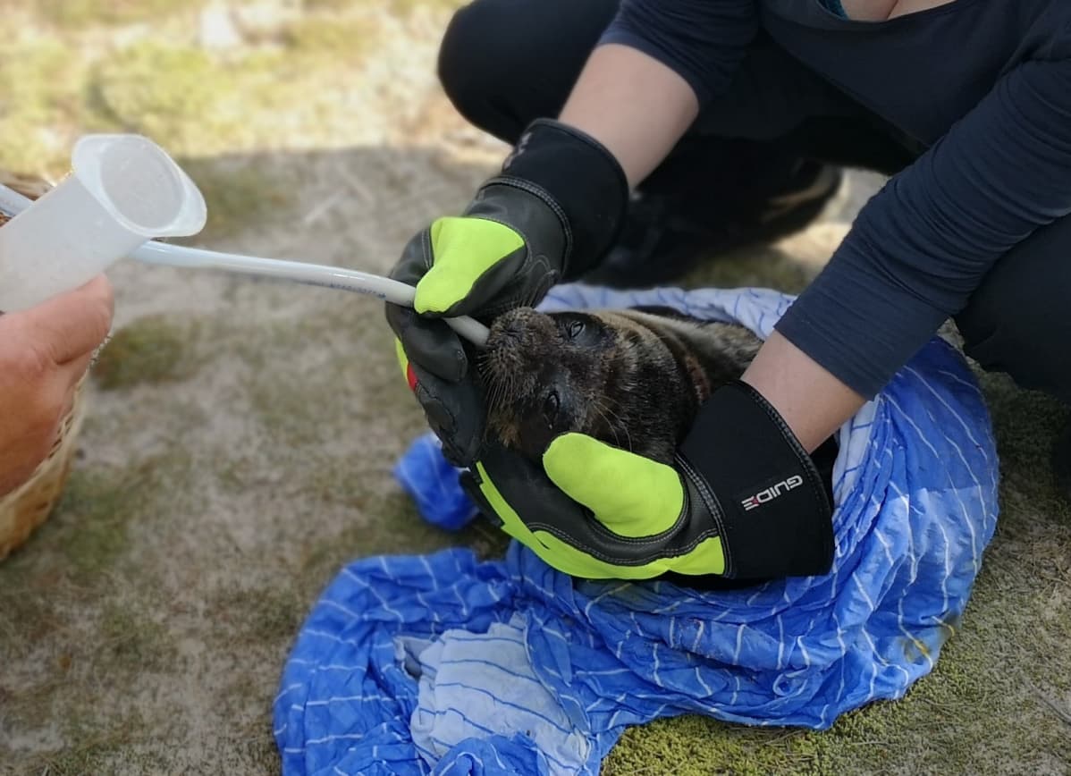 Kuutti sai alkuvaiheessa letkun kautta ravintoa.