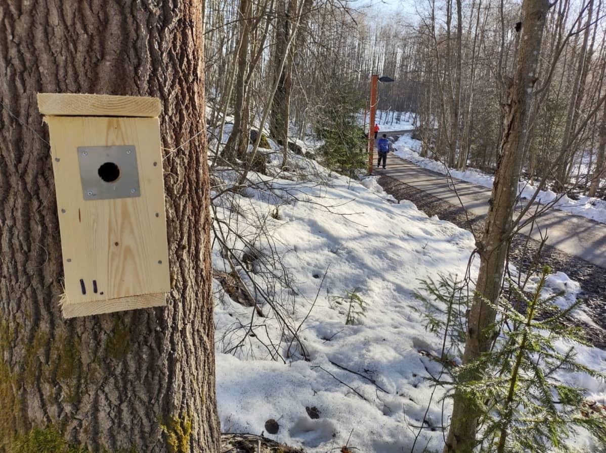 Linnunpönttö ripustettuna puuhun.