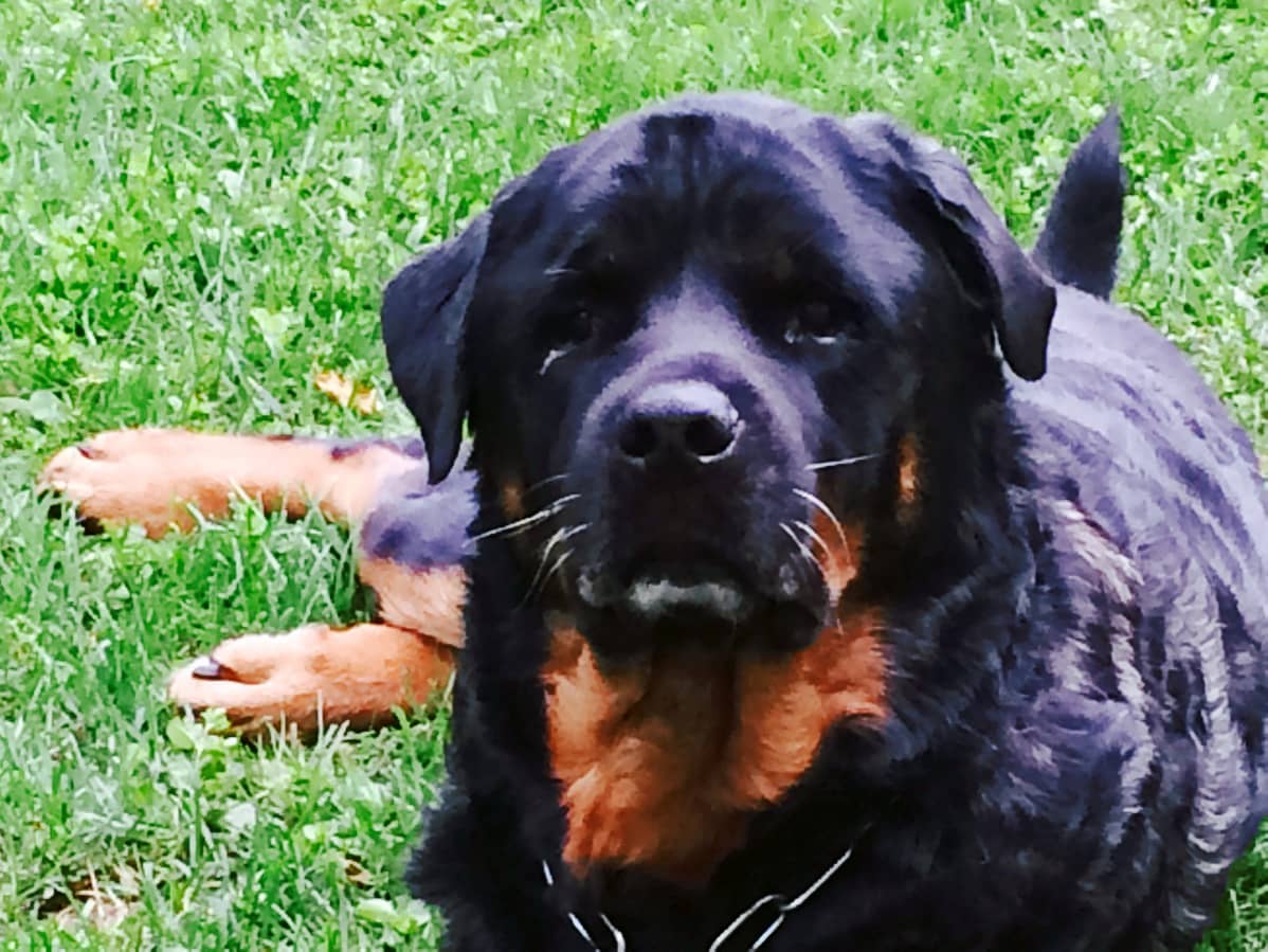 Bruno