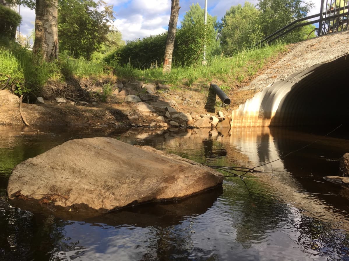Pajuluoman vesi on tavallista matalammalla Seinäjoella.