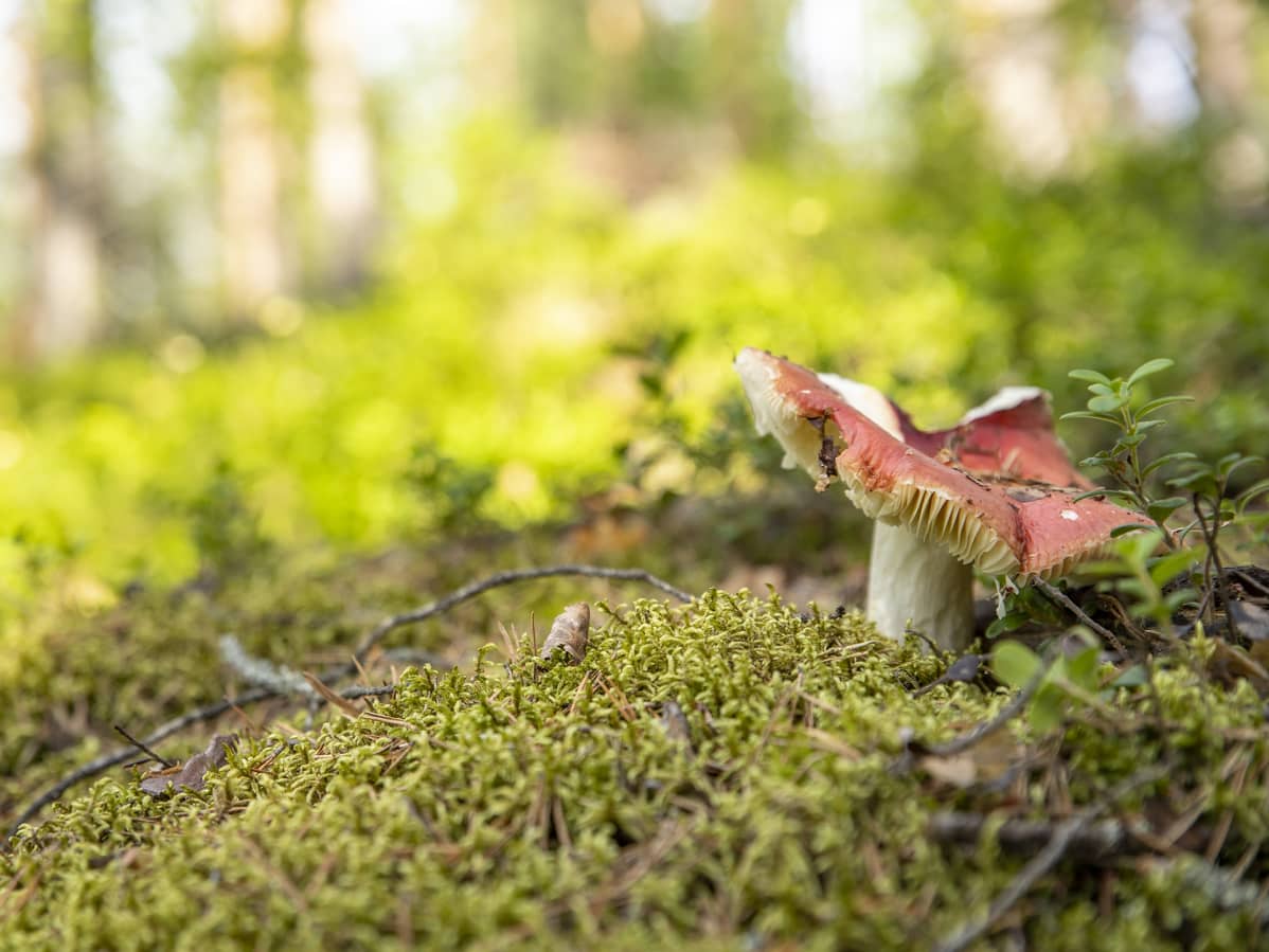 Sieni metsässä.