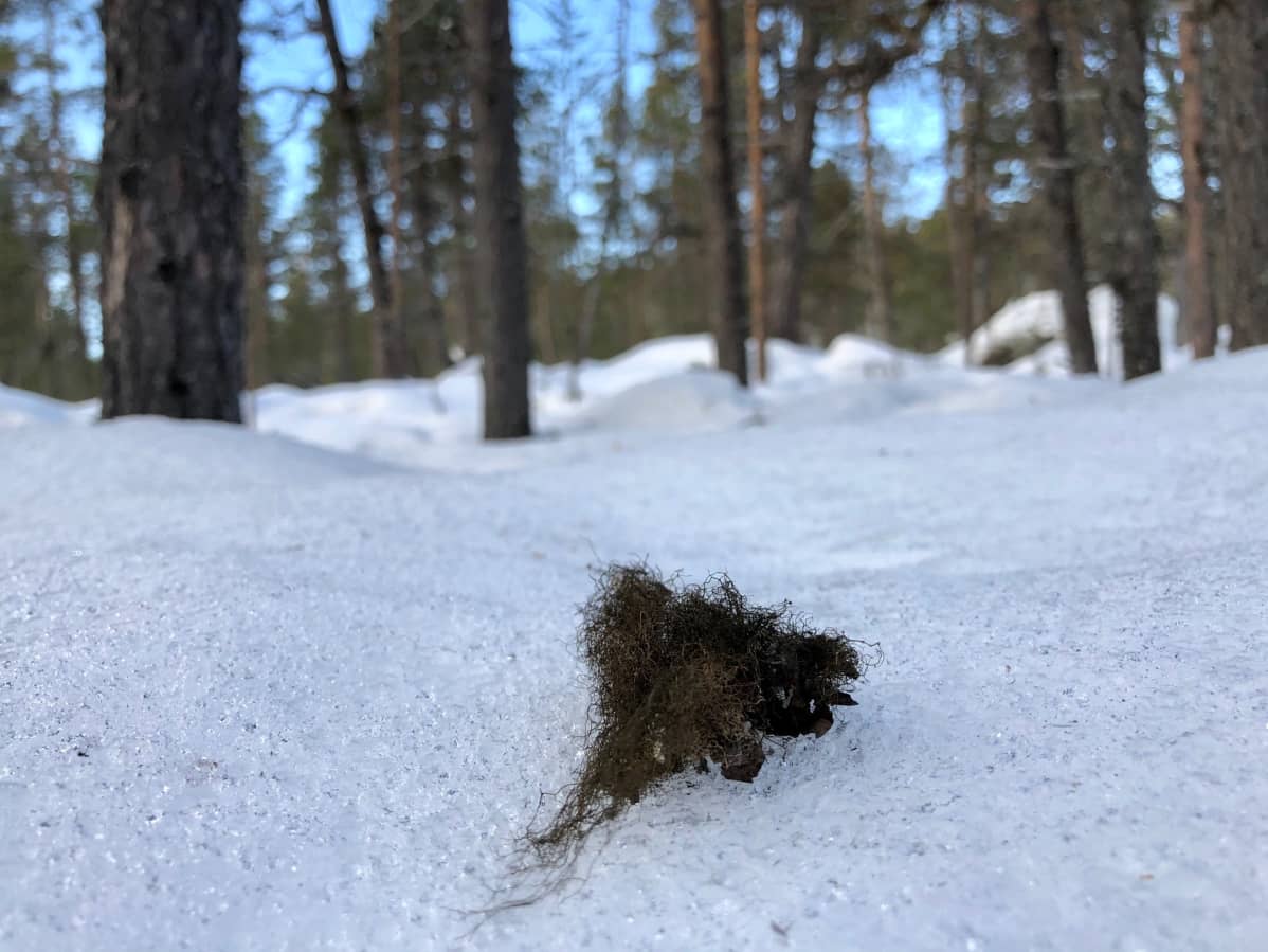 Luppojäkälää putoaa puista hangille tykyn ja kovien tuulten mukana.