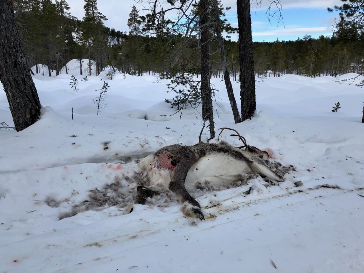 Nälkään kuollut poro Muddusjärven paliskunnasta. Korpit ja kuukkelit ovat aloittaneet pidot. Inari 10.3.2020