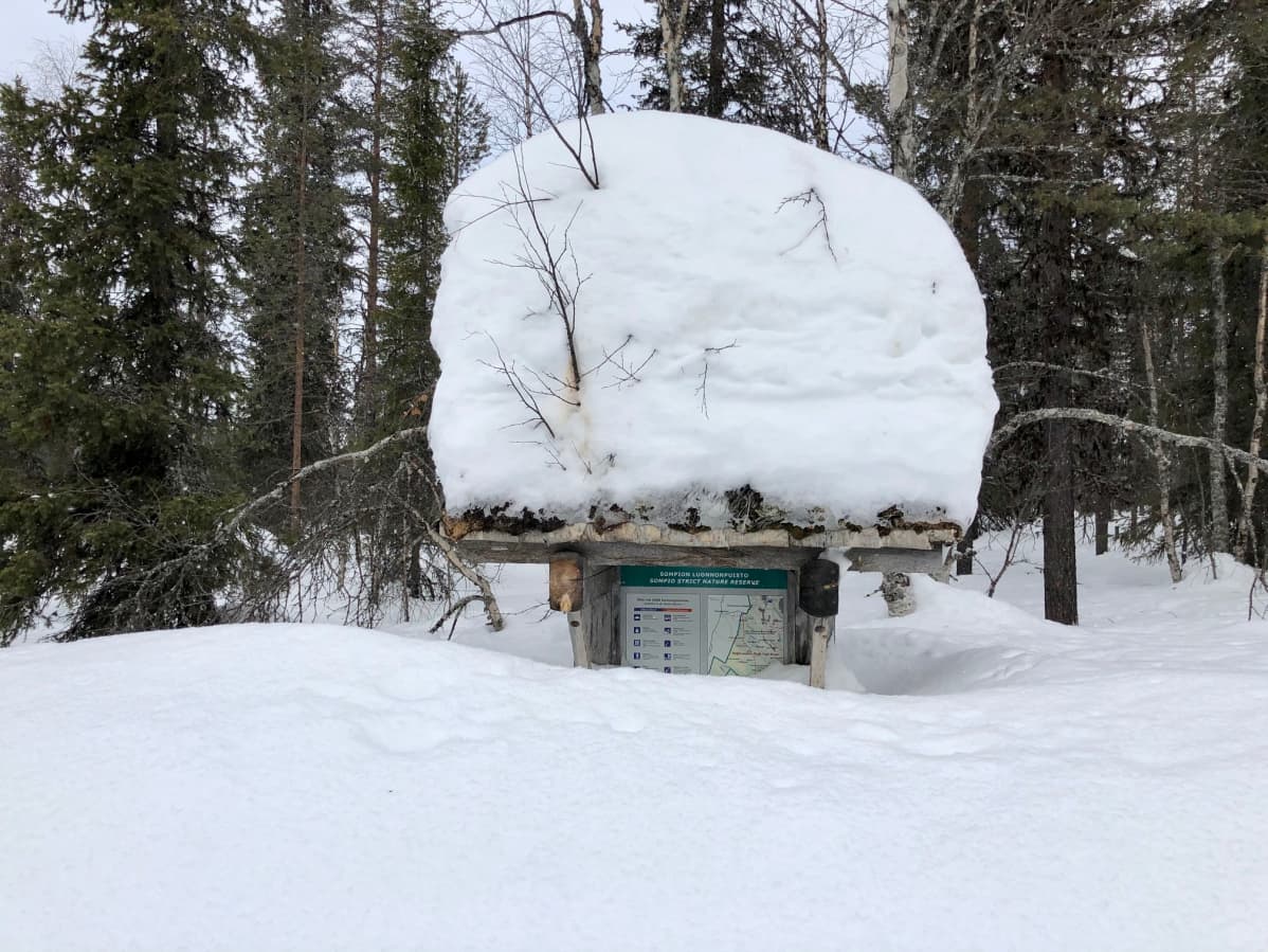Miehenkorkuinen Sompion luonnonpuiston opastaulu Lapin paliskunnan luppometsän laidalla. Sodankylä, Sompiojärventie 11.3.2020