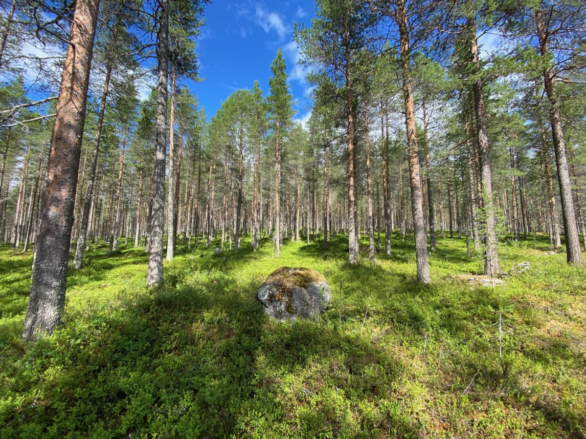 Ämmänvaaran ulkoilu- ja retkeilyalueen metsää, jonka Kemijärven kaupunki aikoo hakkauttaa.