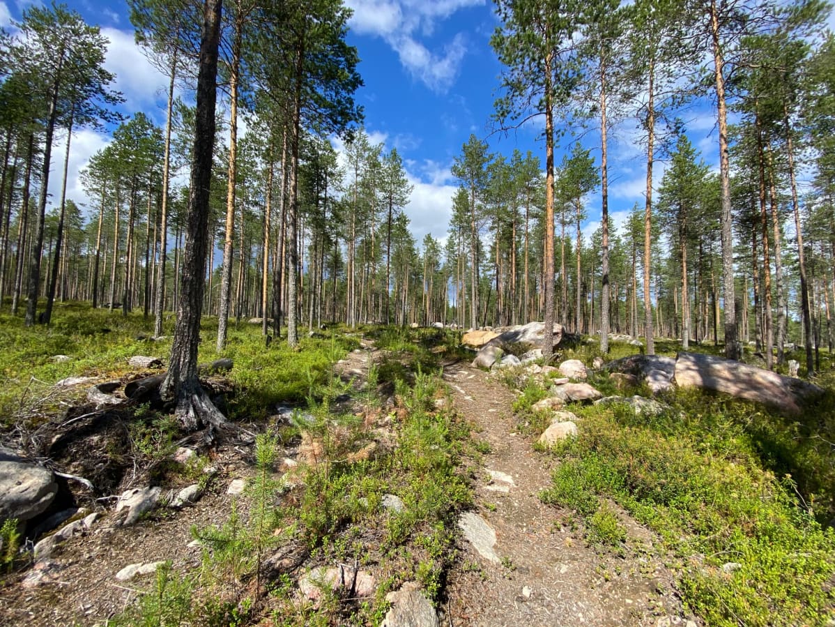 Lähes kymmenen vuotta vanha metsäkoneen jälki Ämmänvaarassa Metsä-Botnia Metsä Oy:n harvennushakkuusta.