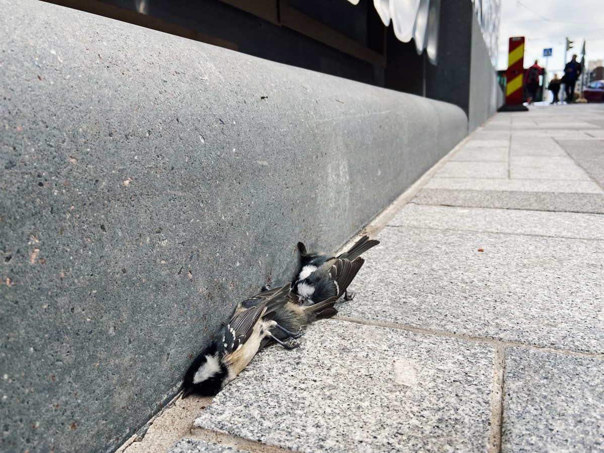 Kuusitiaisia on nyt liikkeellä poikkeuksellisen runsaasti. Triplan lasipinnat saattavat Birdlifen mukaan koitua myös muiden pikkulintujen kohtaloksi.