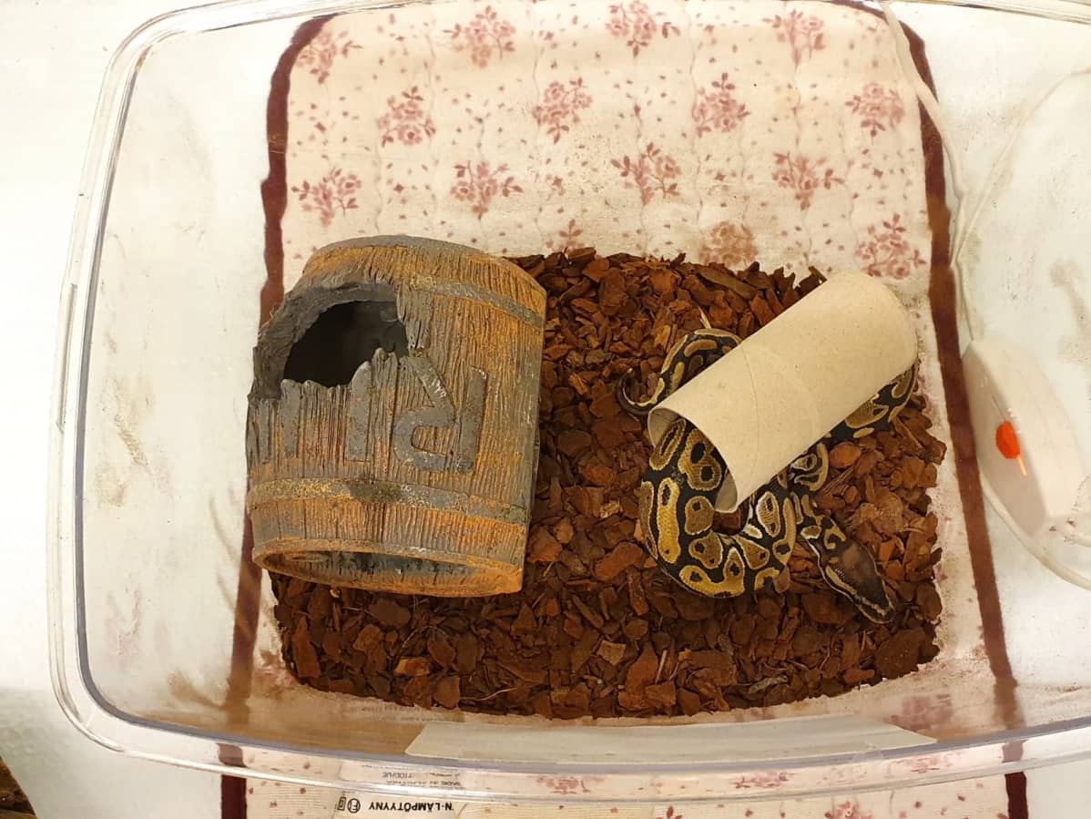 Pyton on vielä poikanen ja pituudeltaan alle 50 senttiä pitkä.