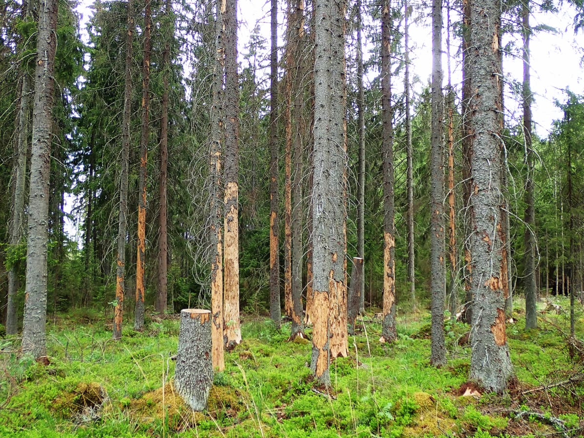 Kirjanpainajan tuhoja metsässä.