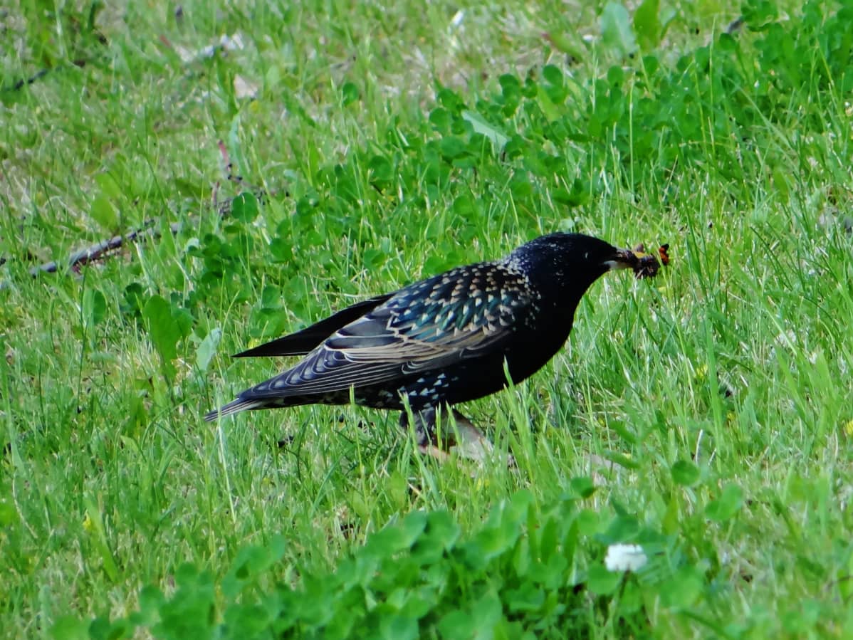 kottarainen nurmella