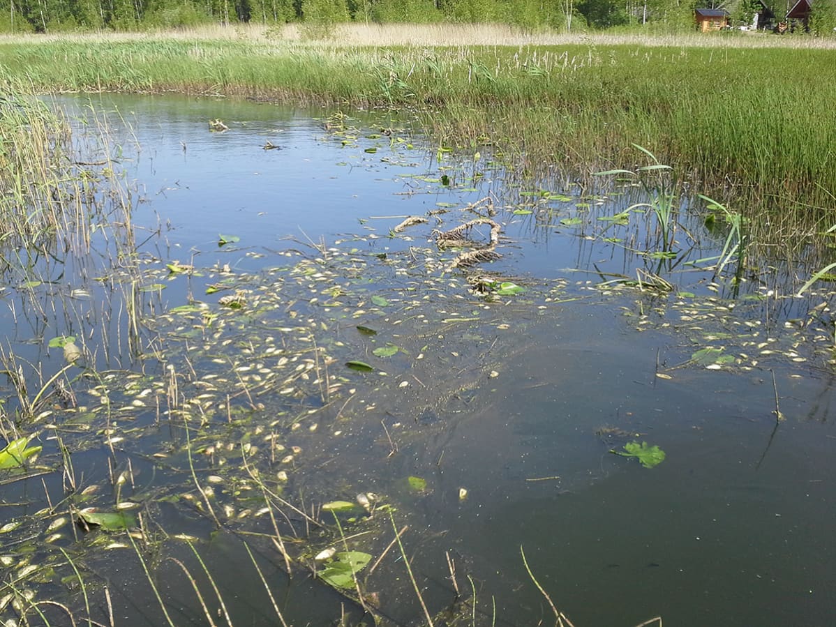 Kuolleita kaloja Tykölänjärven pohjoispäästä 5.6.2014