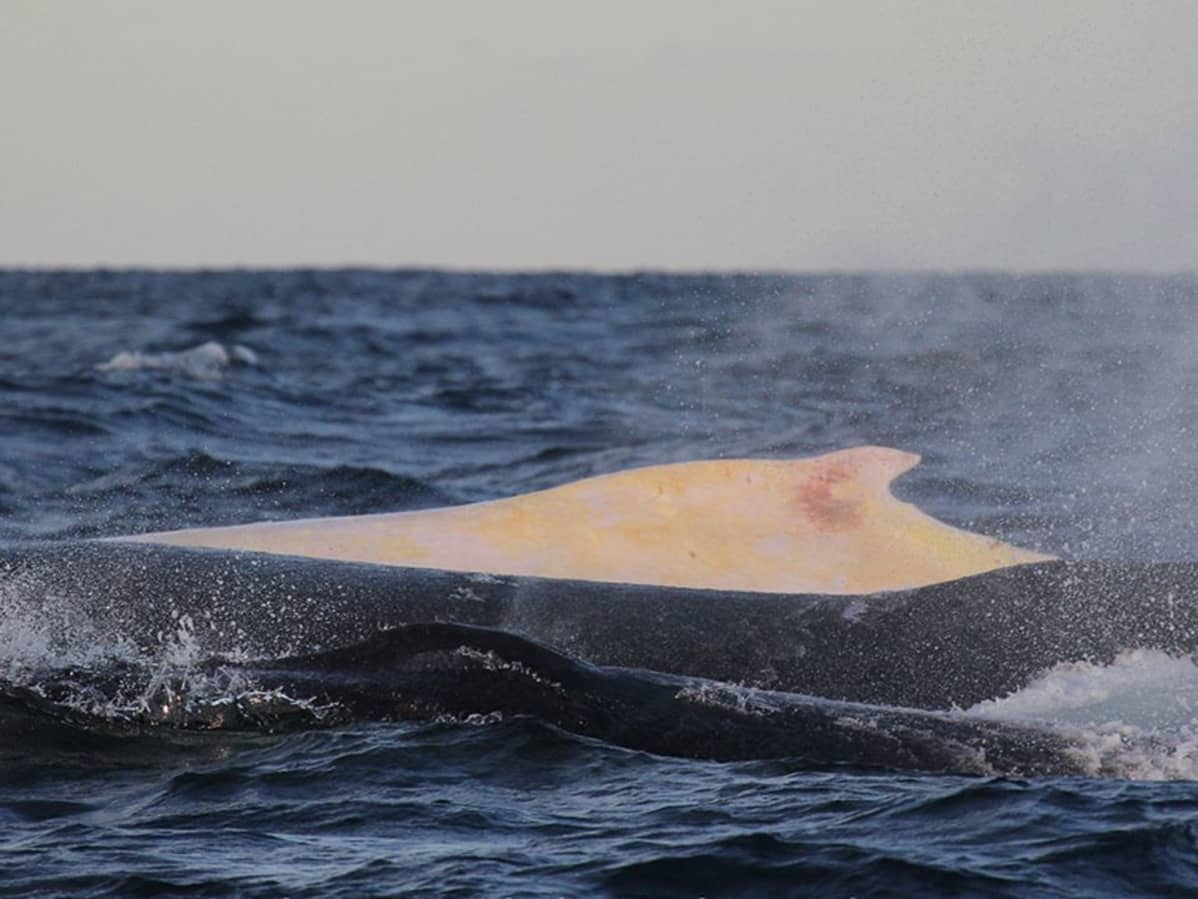 Valkoinen Migaloo-ryhävalas uimassa tummemman lajikumppaninsa kanssa muuttomatkallaan pohjoiseen Australian itärannikolla.