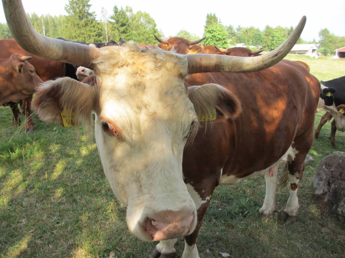 musta sonni suku puoli lesbo seksiä videoita Tumblr