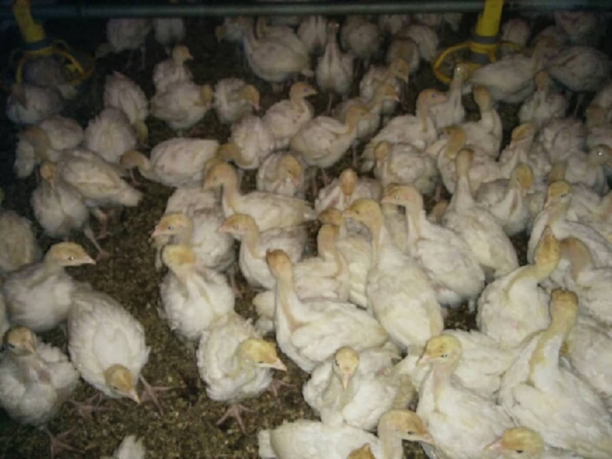 Jaettu kieli Blowjob