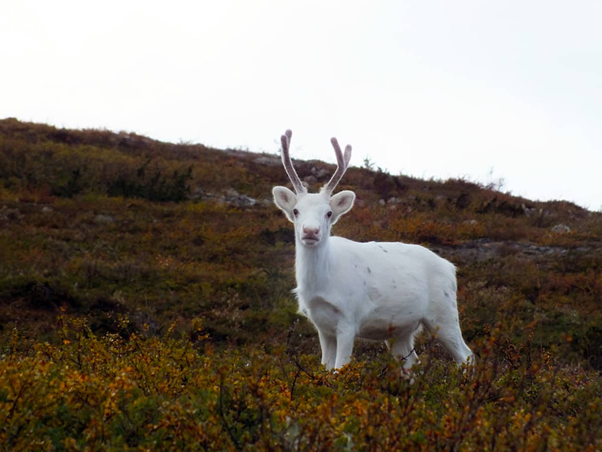 Valkoinen poro