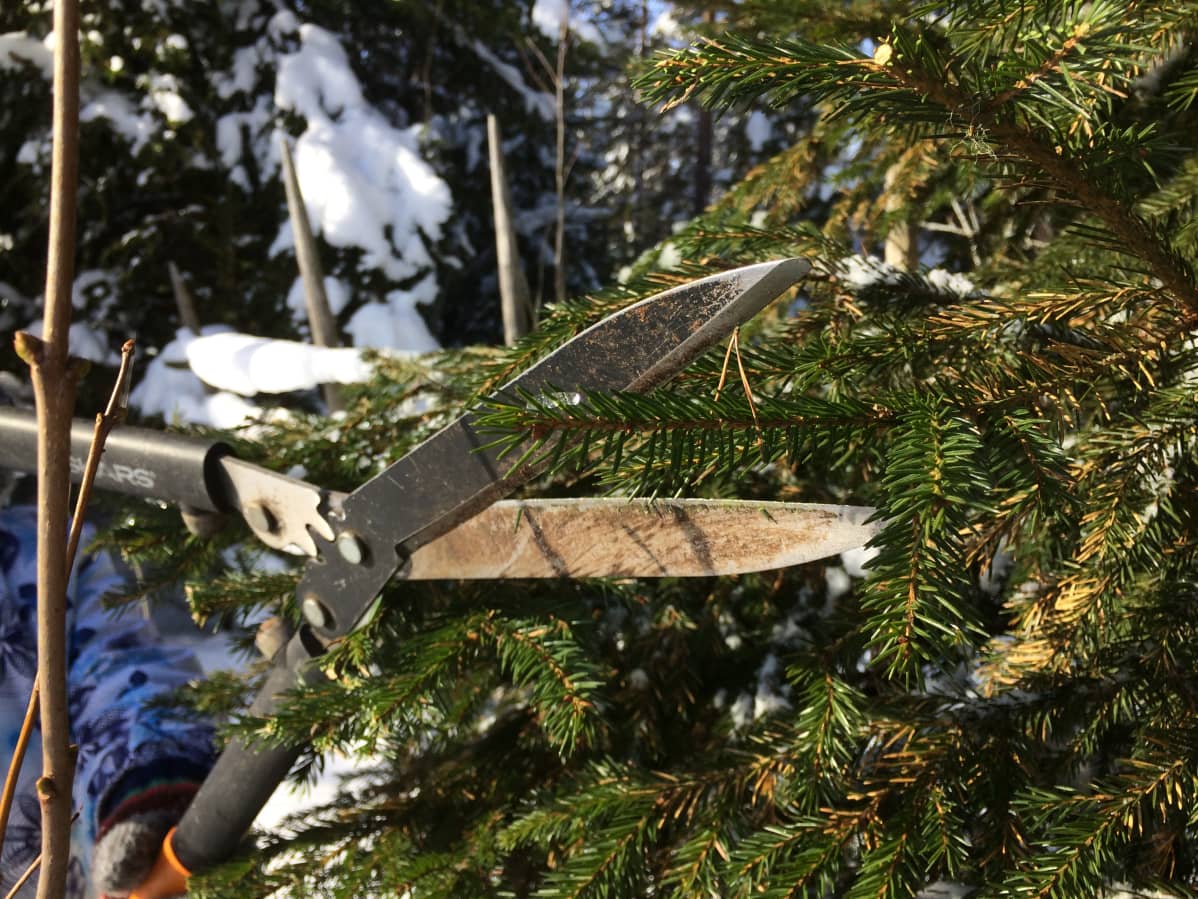 Metsäkuusen oksaa ei saa leikata liikaa.