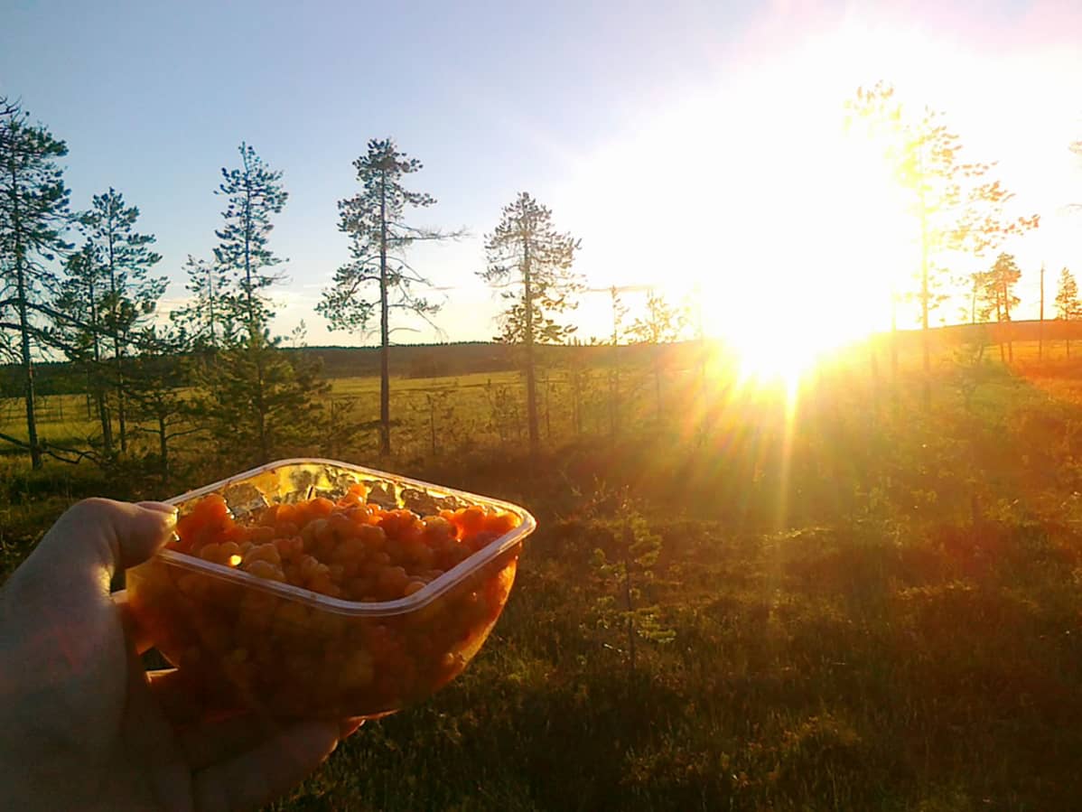 Hillastajan onnea