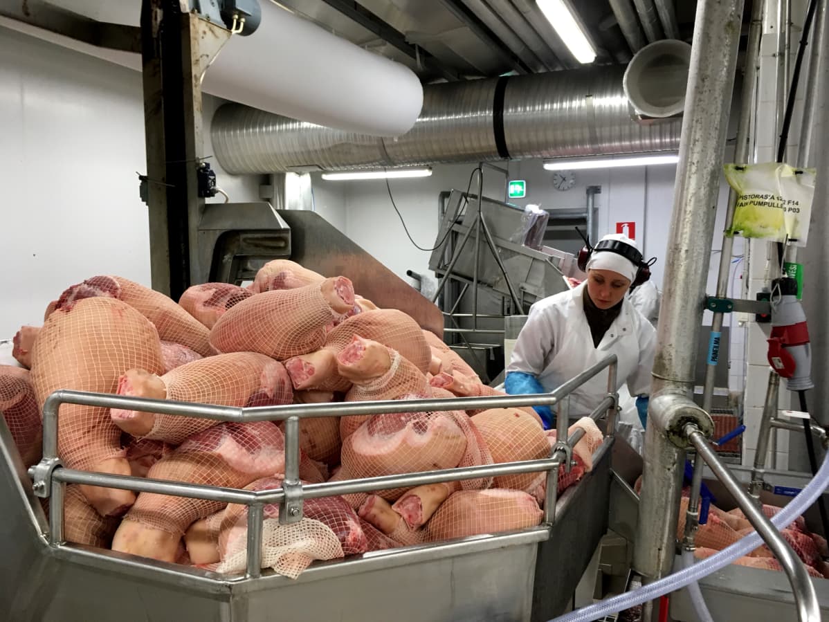 Työntekijä laittaa joulukinkkuja suolauskoneeseen.