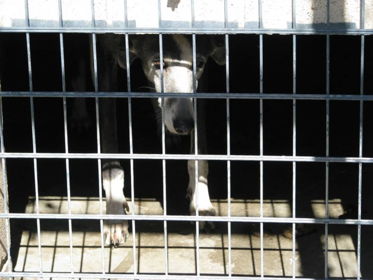 Cordoban kunnallisella perreralla oleva galgo.