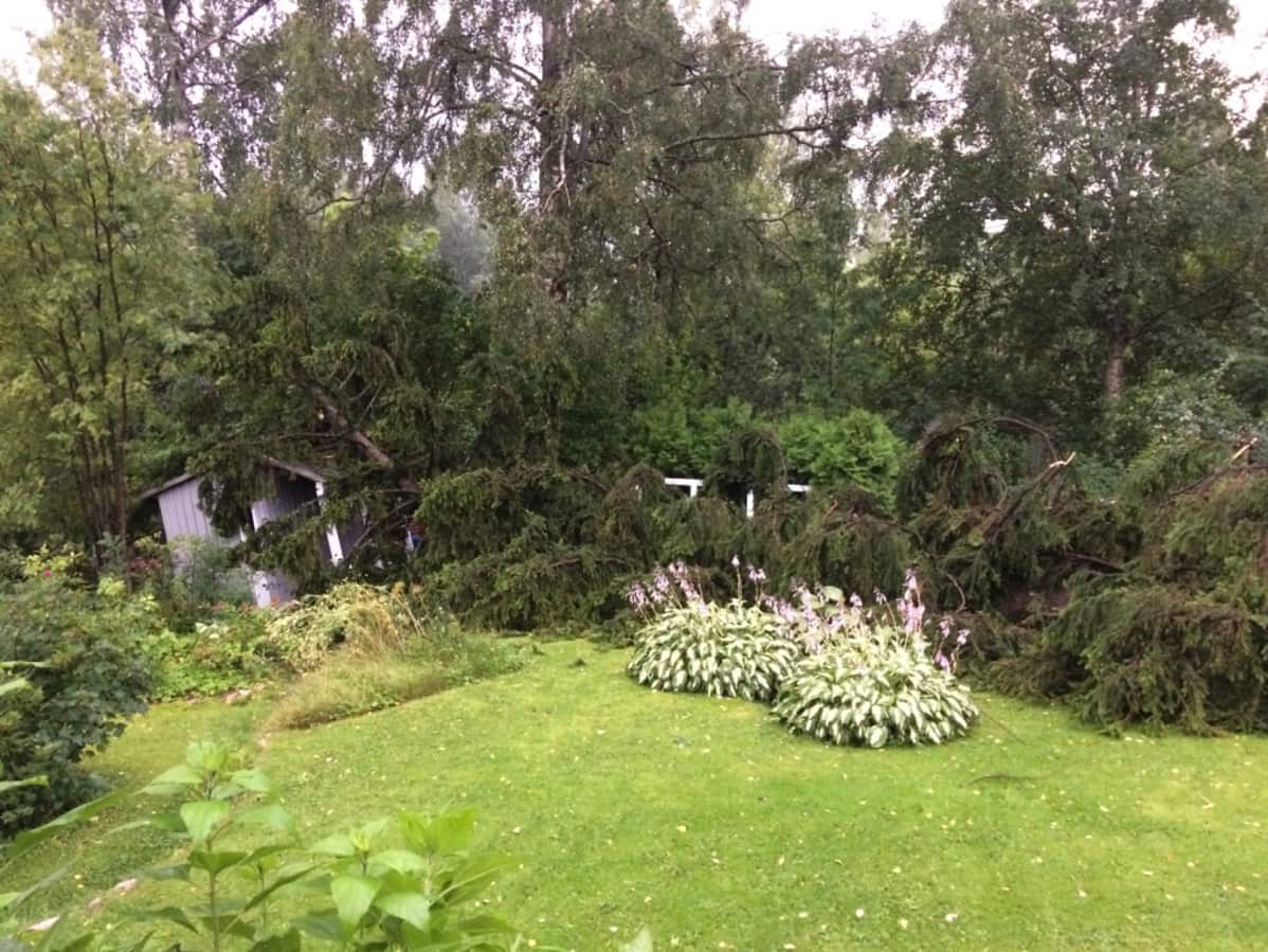 Vanha kuusi kaatui liiteriin Helsingin Pirkkolassa Kiira-myrskyn aikana.