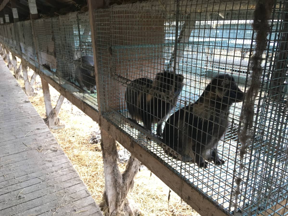 Supikoiria häkeissään turkistarhalla