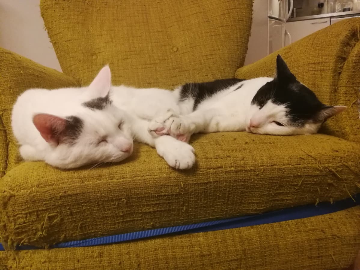Kissat makaavat nojatuolissa