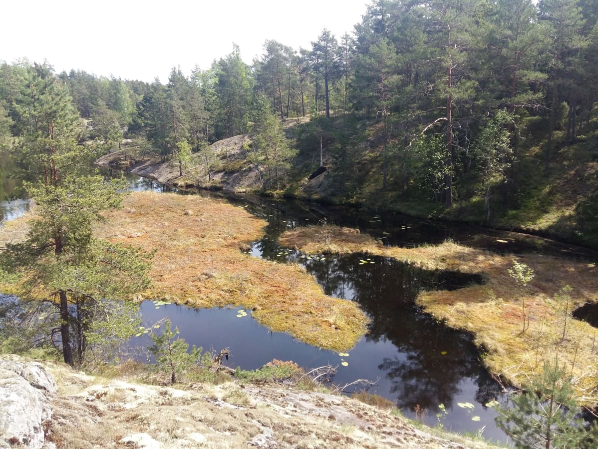 Kärrblommor, glittrande vatten och branta klippor i Lilla Masugnsträsket.