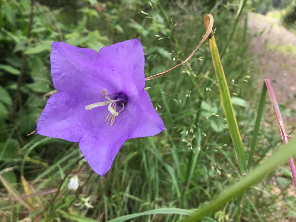 En bild på en blåklocka vid vägrenen. Blomman är lila och grönt runtomkring.