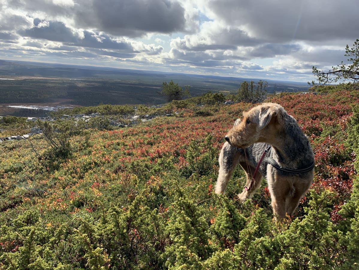 Koira nauttii syksyn väreistä ja tuoksuista Kemijärven Noitatunturilla.