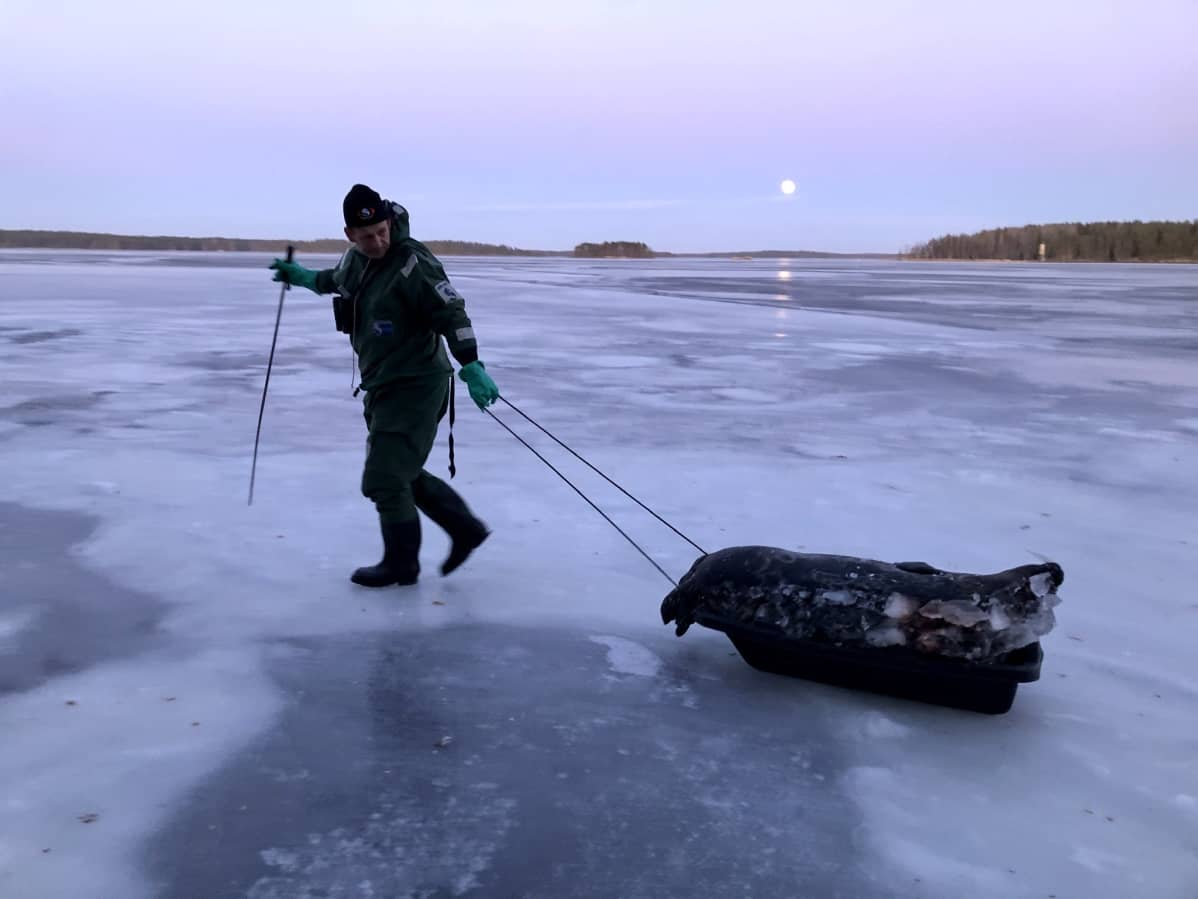 Mies vetää kuollutta norppaa pulkassa jäällä.