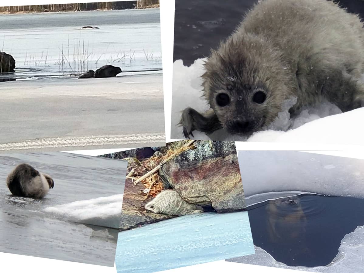 Kuutit ovat syntyneet vähälumiselle jäälle. Kuvat: Janne Herranen, Antti Hämäläinen, Jouni Koskela ja Teemu Ripatti