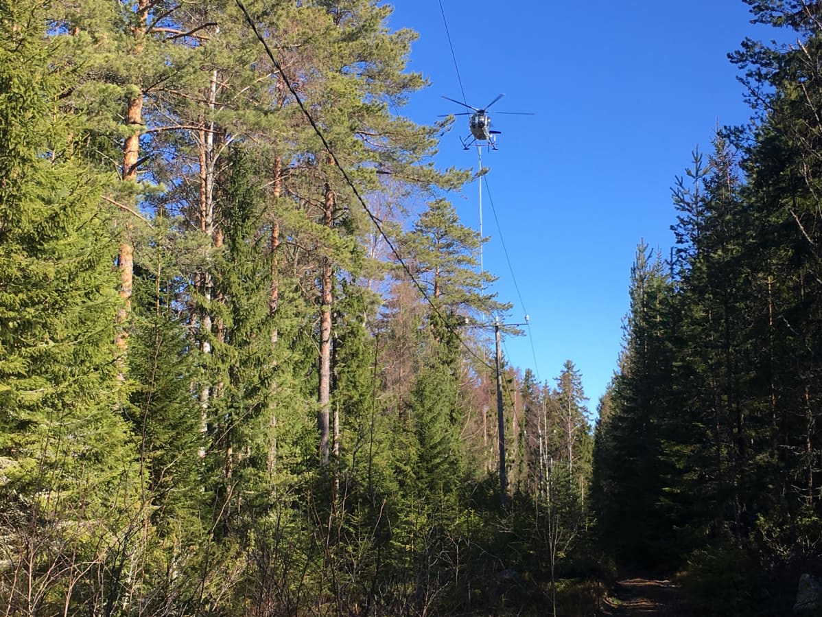 Helikopterilla raivataan puiden oksia.