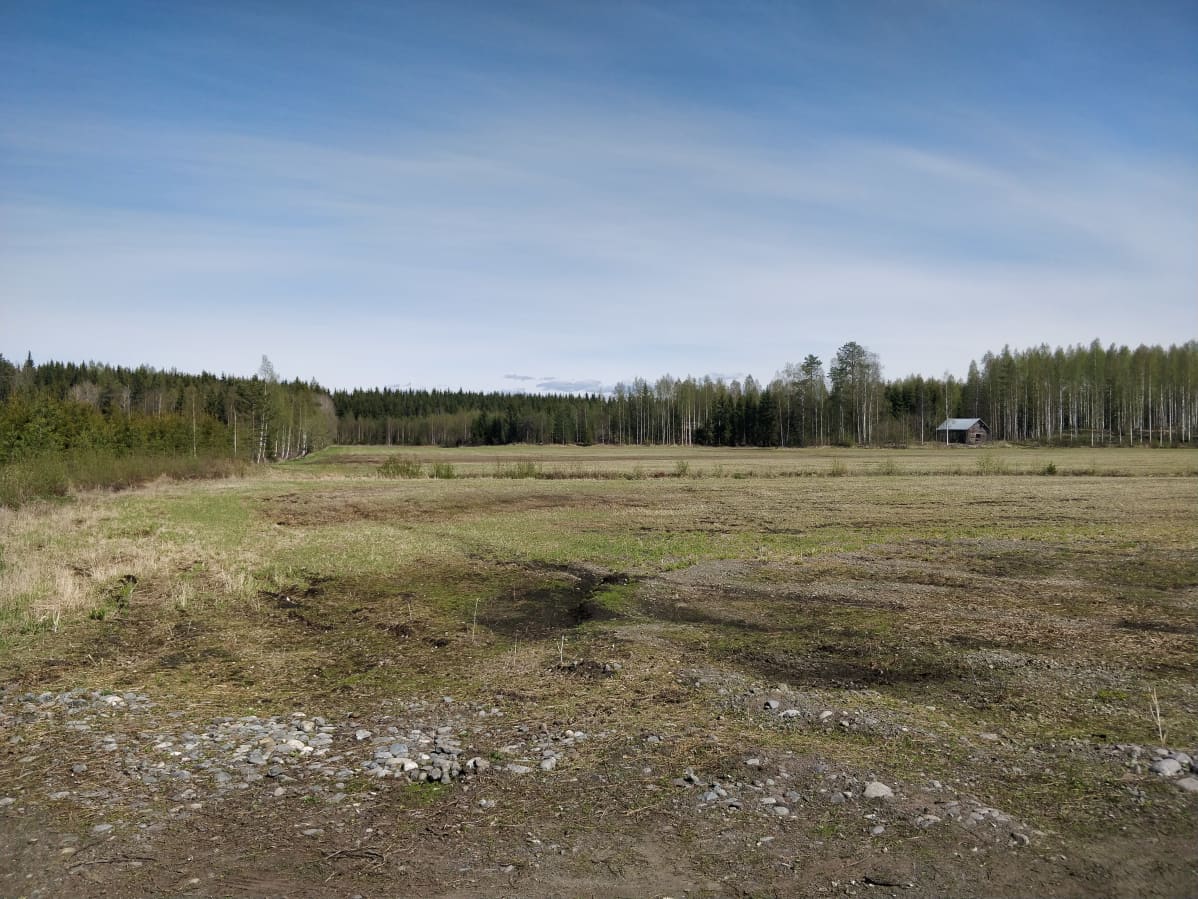 Keväinen nurmirehupelto valkoposkihanhiparven vierailun jälkeen.