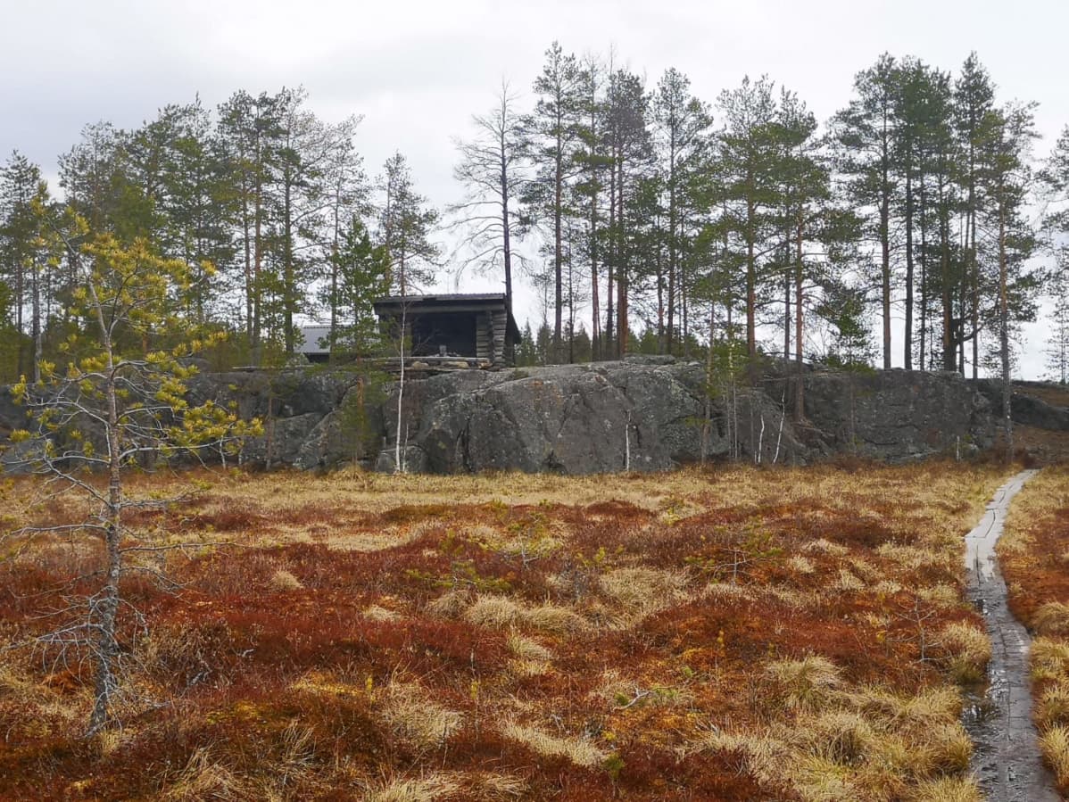 Harmaantunut laavu kallion päällä.
