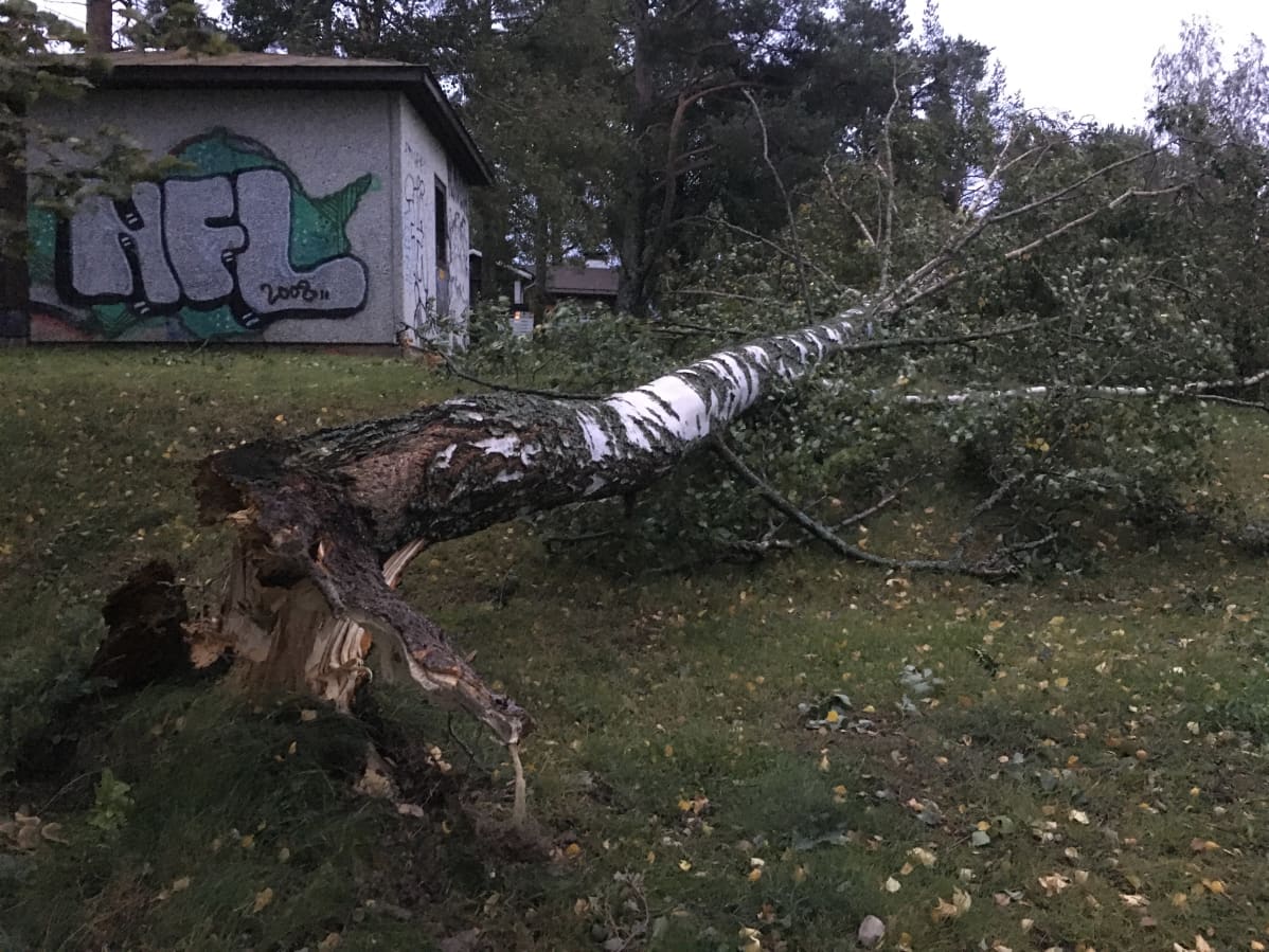 Aila-myrskyn kaatama puu Vaasassa