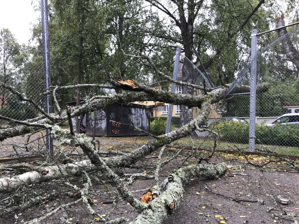 Myrsky katkoi puun Pyynikin Palomäentien kentälle torstaina.