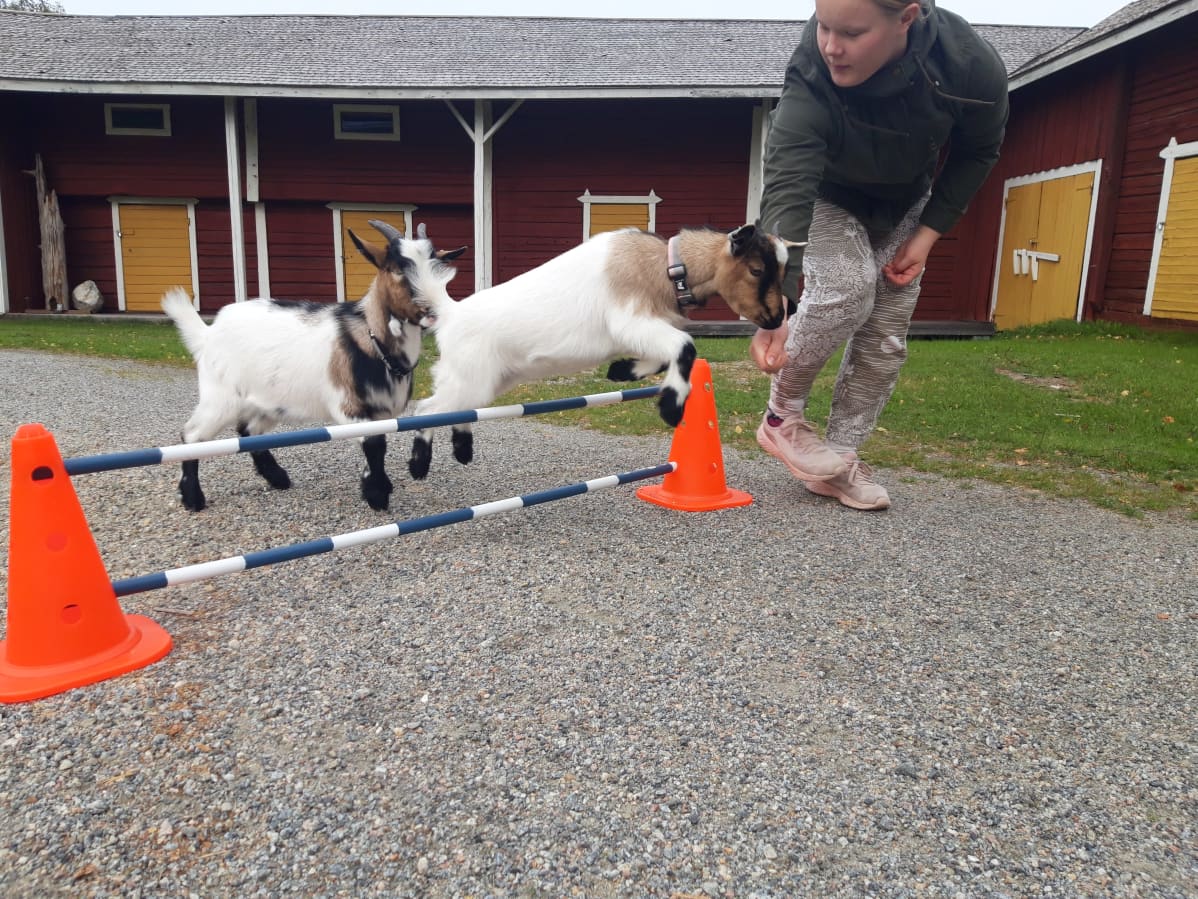 Kaksi vuohta hyppää yli esteaidasta