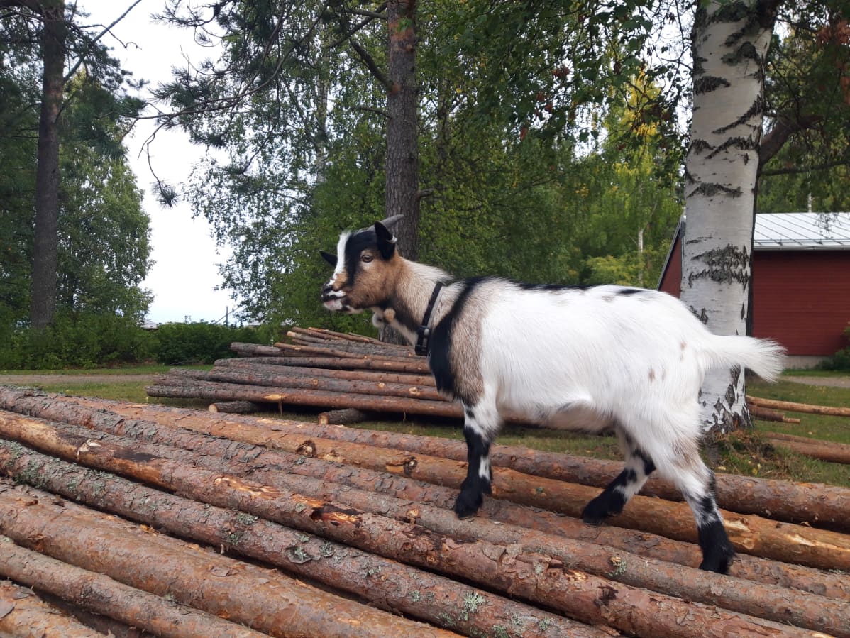 Vuohi kävelee puupinon päällä