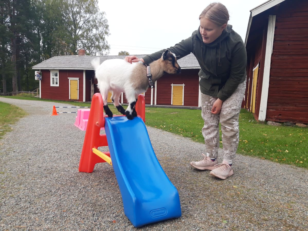 Vuohi on liukumäen päällä ja tyttö ohjaa vuohta.