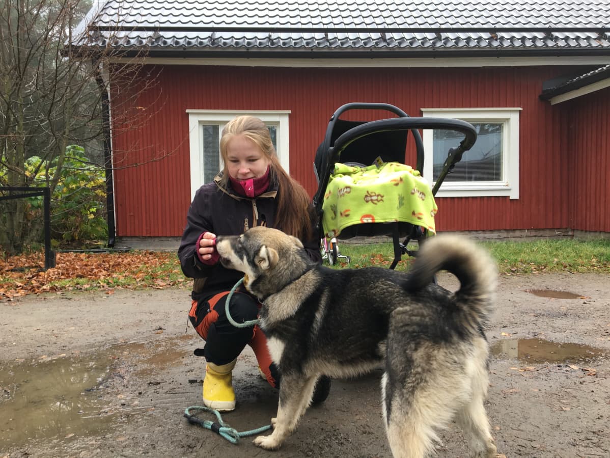 Metsästystä harrastava kärsämäkinen Jaana Luomajoki, Veikko-koira ja vauva.