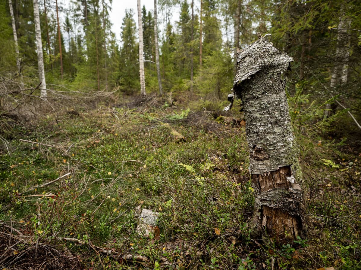 Metsä Oulussa