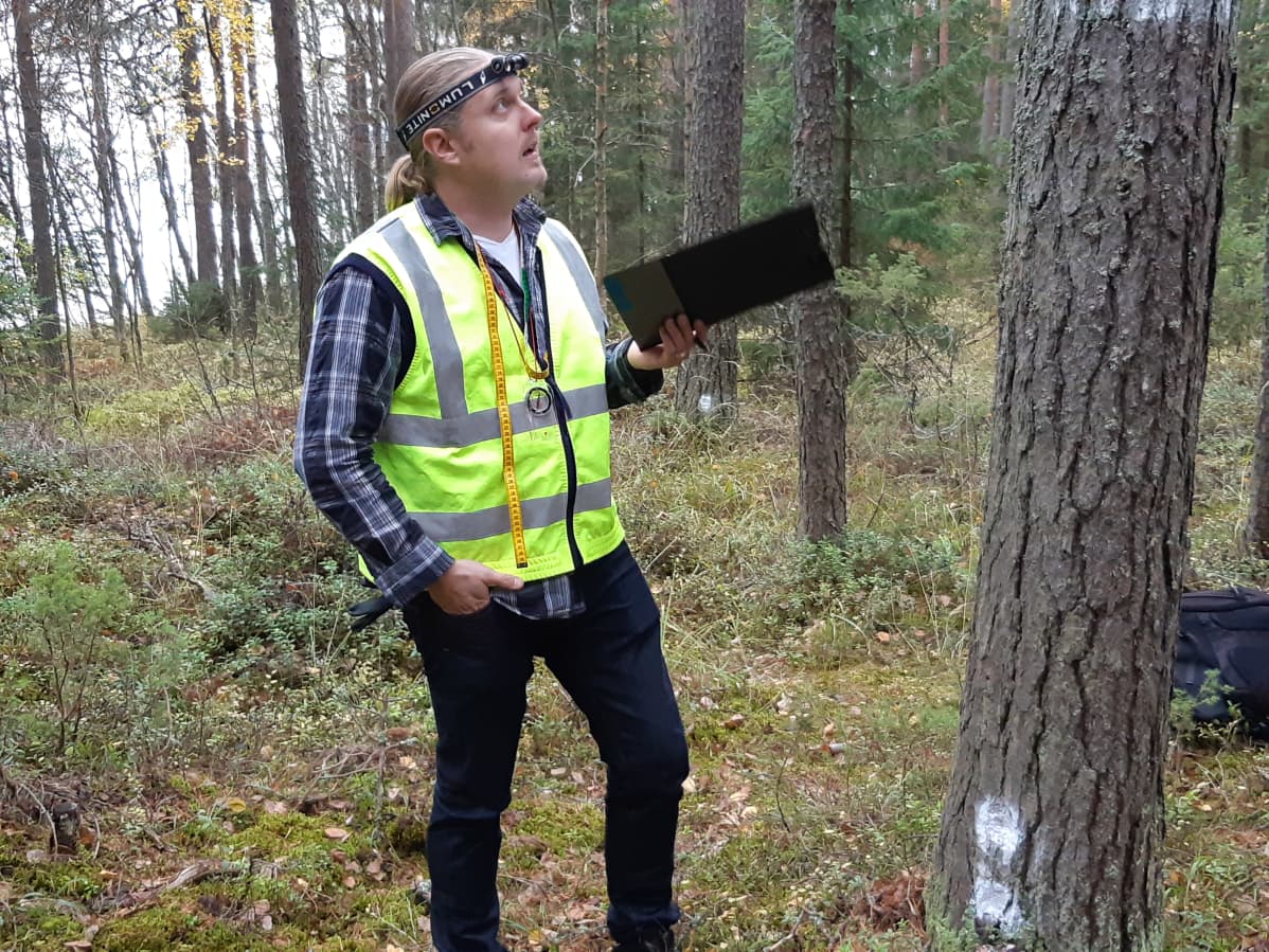 Projektipäällikkö Janne Ruuth tutkii männyn runkoa