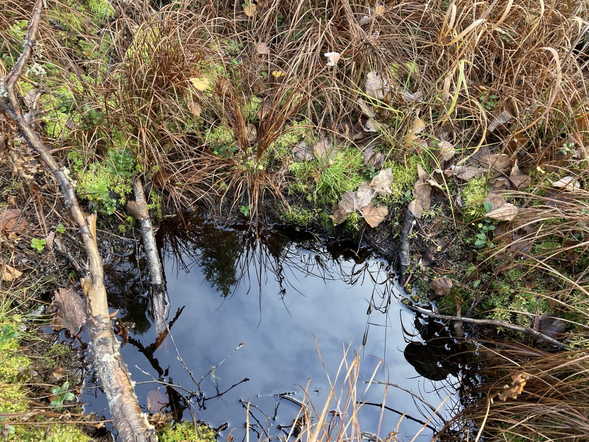 Männyntaimi ponnistaa ylös sammalpeitteisestä maasta.