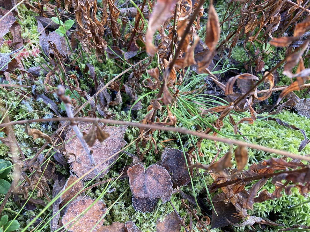 Männyntaimi ponnistaa ylös sammalpeitteisestä maaperästä.