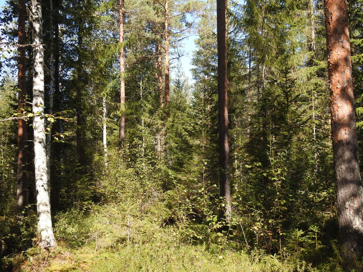 Tiheää metsää.