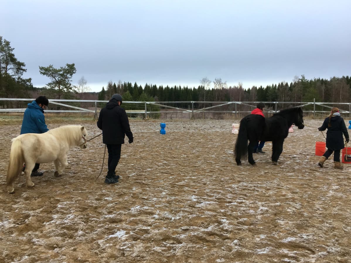 Ihmiset taluttavat hevosia kentällä