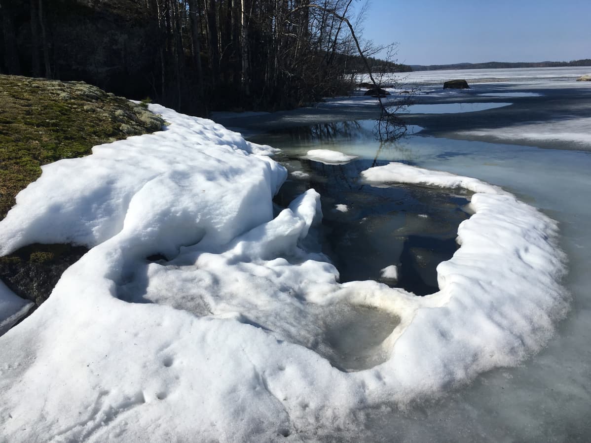 Saimaannorpan poikaspesä.